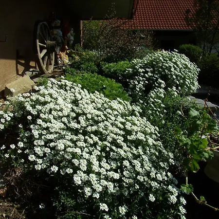 Haus König Apartment Türnitz